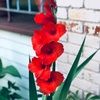 mahjabin_m